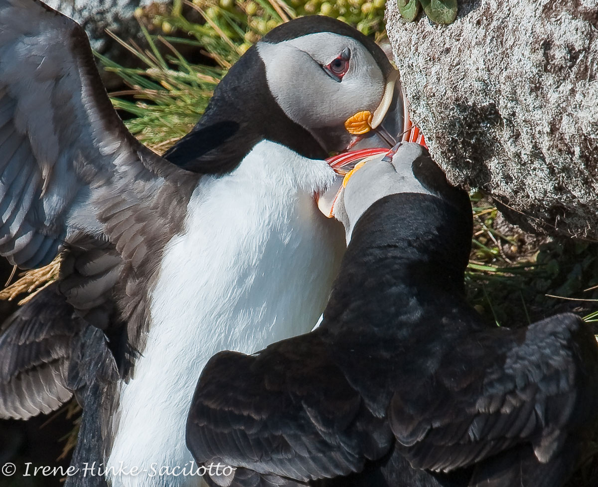 One puffin invades the territory of another.