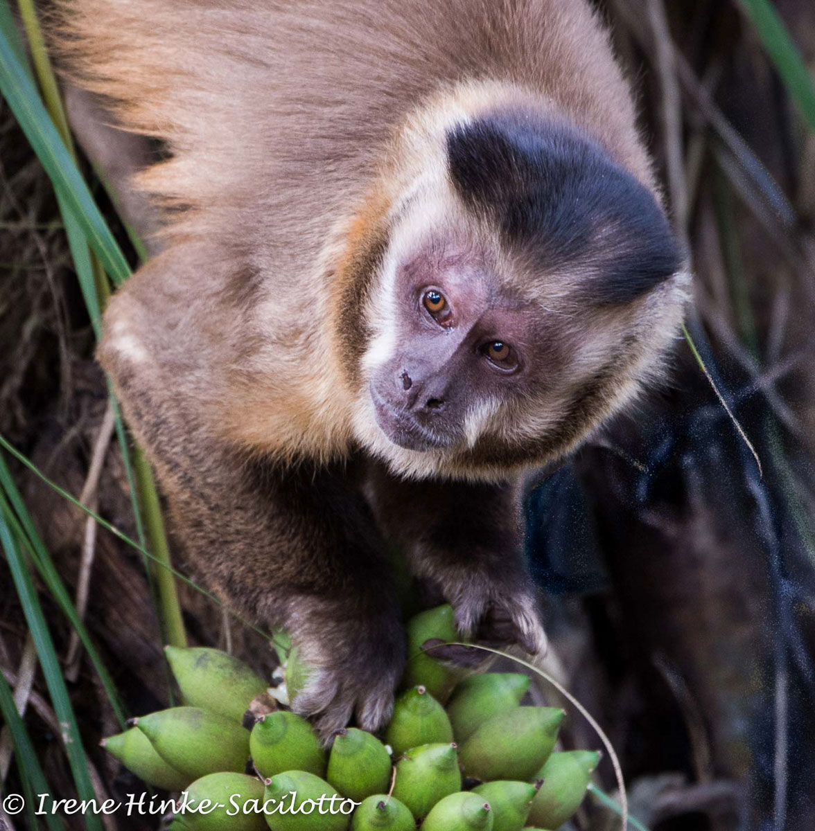 Capuchin Monkey.  All animals are attracted to food and are easier to photograph when their attention is on something other than you,