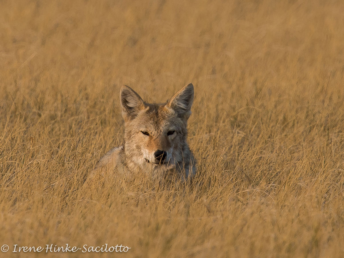 Coyote hiding in grass