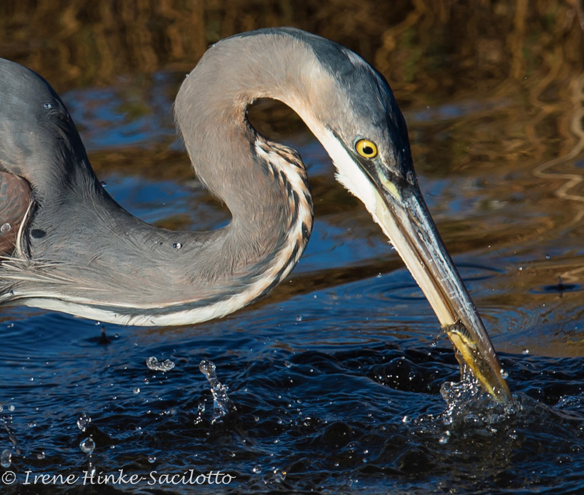 Great Blue Heron with fish.