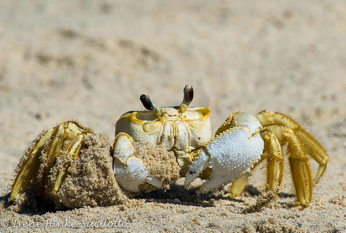 Ghost Crab.  Camouflaged with coloration that matches the sand and reflects light keeping it cool. Hard to see until it moves.