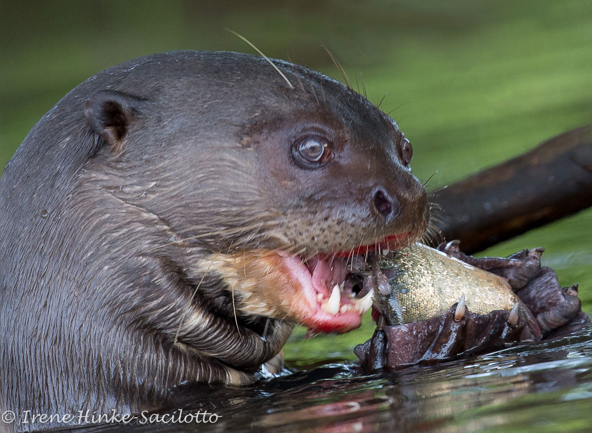 Giant River Otter eating fish in the Pantanal.