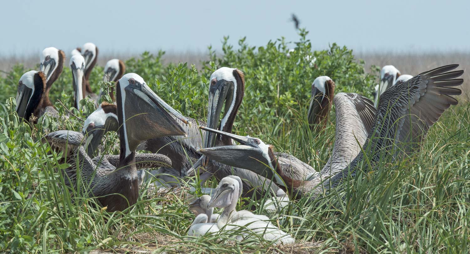 Pelican landing initiates defense on part of other pelicans with young in the area.