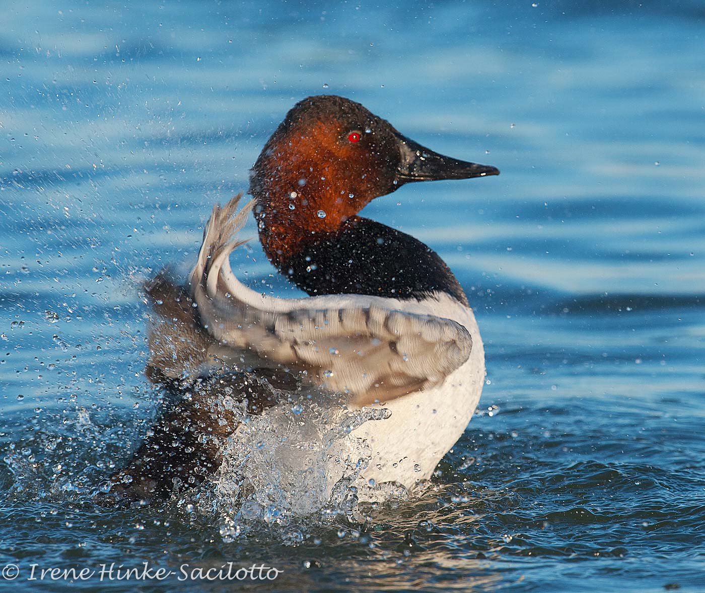 Canvasback Duck flapping wings to rid itself of loose feathers.