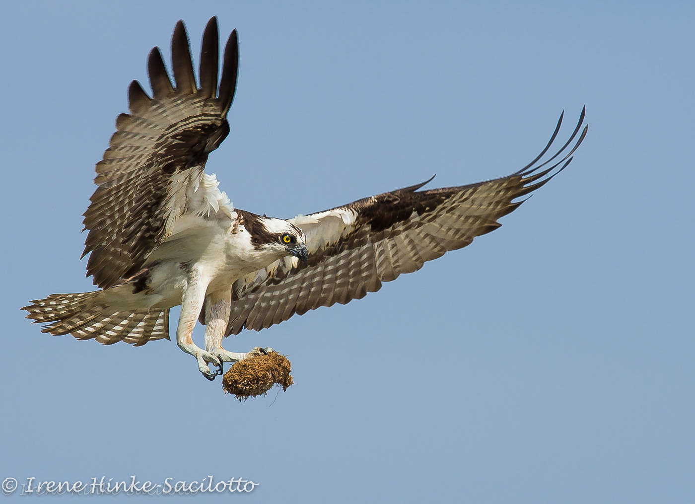Osprey carrying grass to next