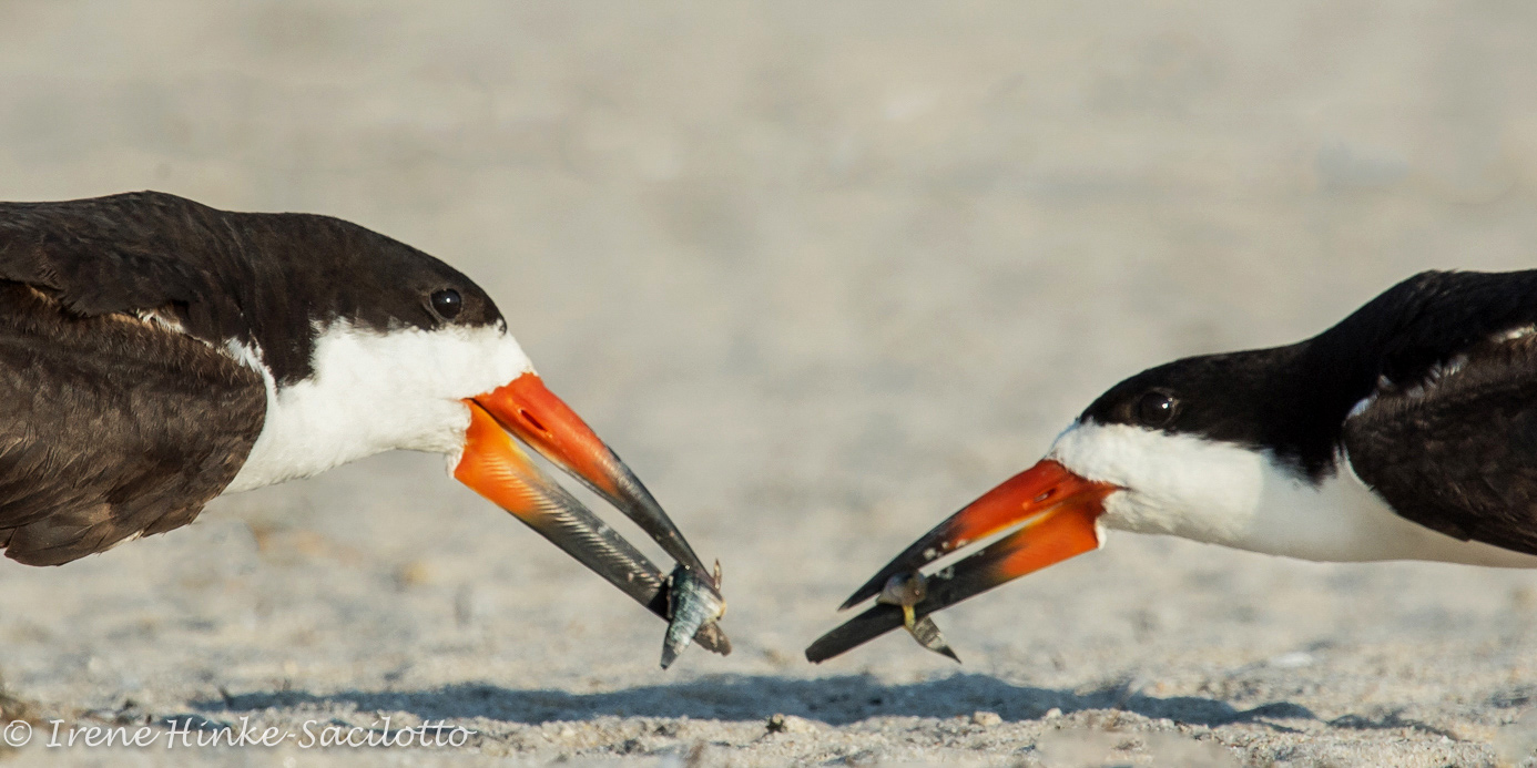 Black skimmer baring gifts as part of courtship.
