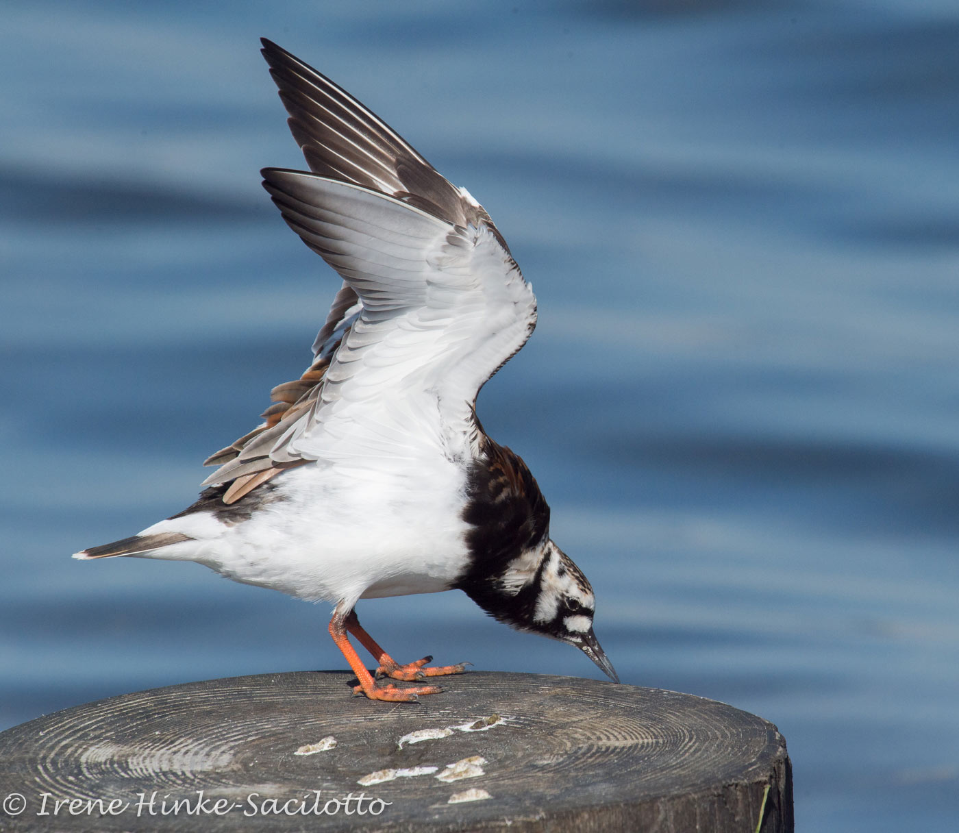 Rudy Turnstone.  Photographed on Assateague Island stretching its wings.