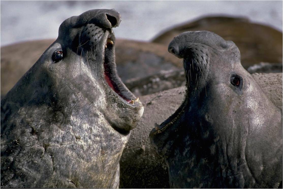 Fighting elephant seals. Stay clear of them for they weight a lot and can deliver a very dangerous bite not only from the teeth but from the bacterial which dwell in their mouths.