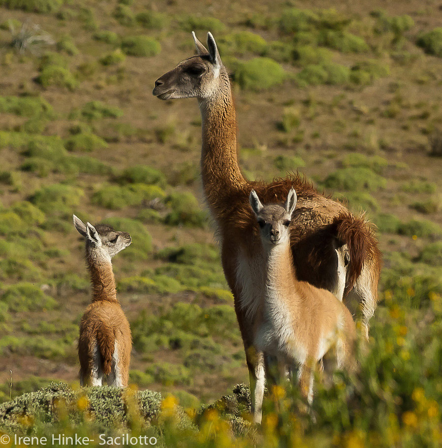 Guanaco. If they run at you with their head down, you are definitely in danger. They will spit, kick, and 