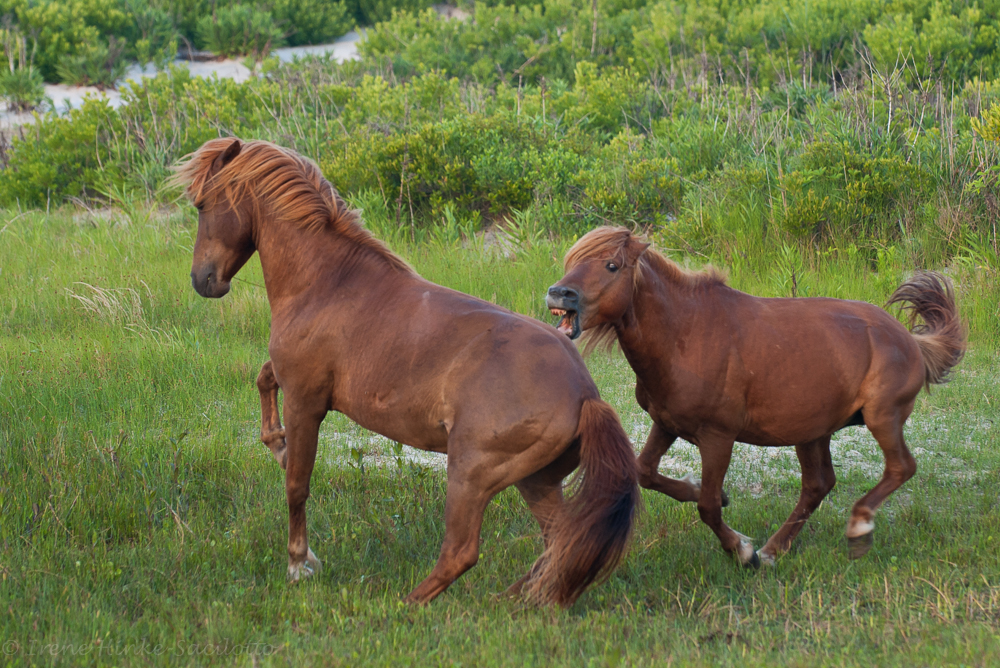 Wild Horses Fighting & Biting - Just because they are on a National Seashore and wander past people in the parking lots, they will bite or kick if approached too closely.