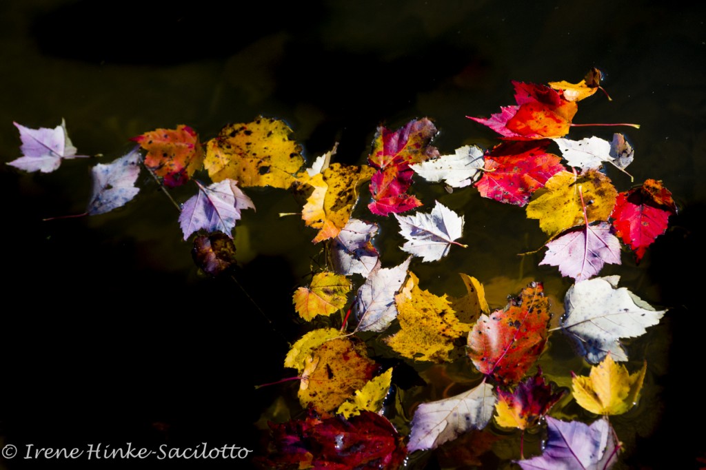 Fallen leaves floating in pond, fall color