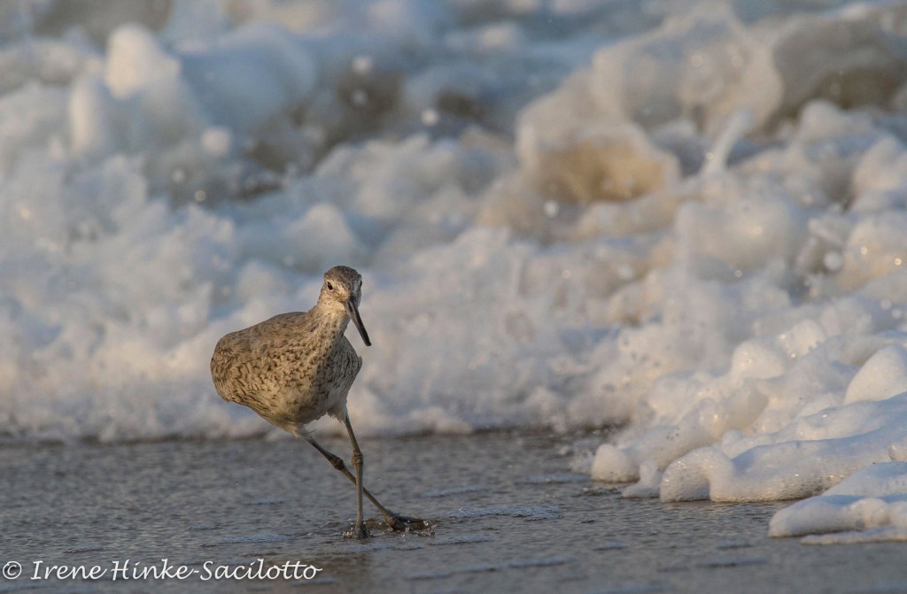 Willet feeding in the surf