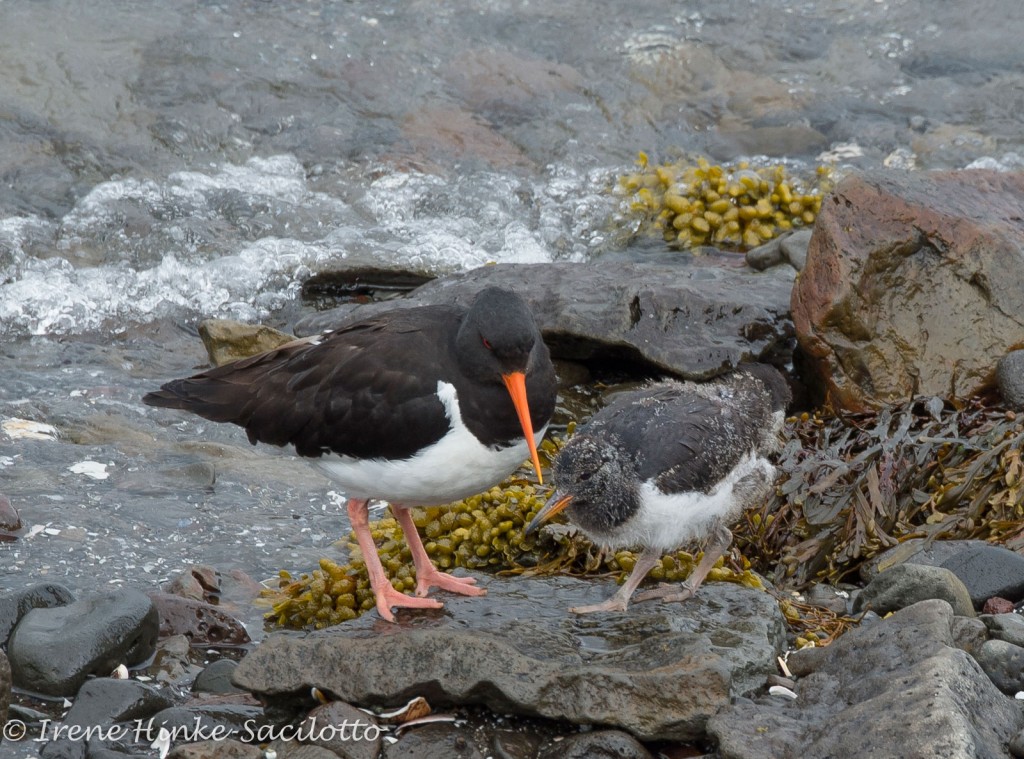Oystercatcher along coast of Iceland with chick.