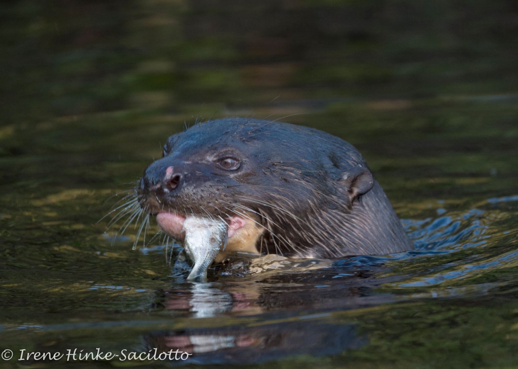 Giant River Otters are found in the rivers of the Pantanal.