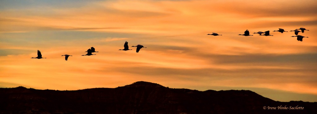 Sandhill cranes flying at sunset