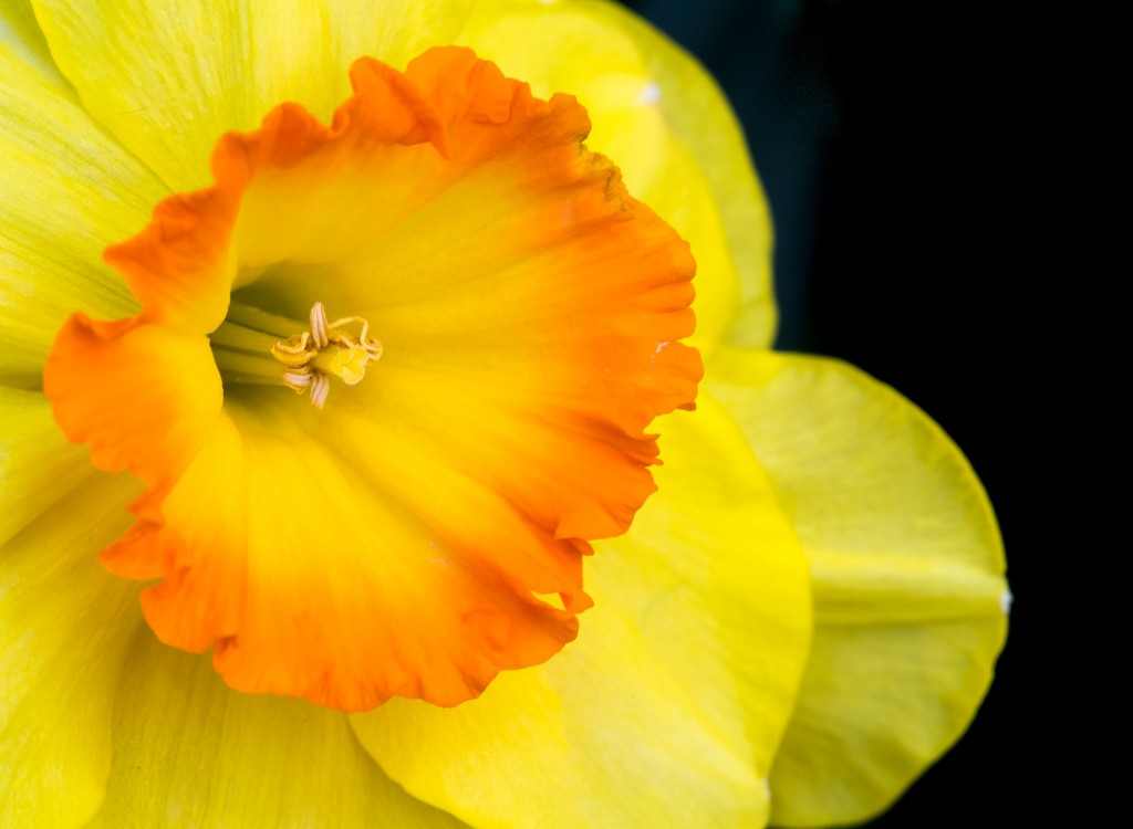 Spring flower brilliant yellow