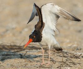 OysterWing-web3
