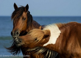 Pony_Kiss-