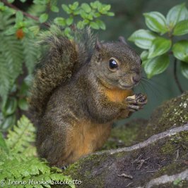 Red-TailedSquirrel