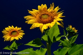 Sunflower3-web2