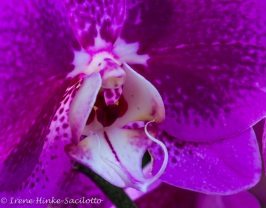 orchidWeb