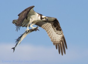 Ospreys are one of my favorite birds to photograph. In terms of wildlife photograph, i find them challenging to photograph.