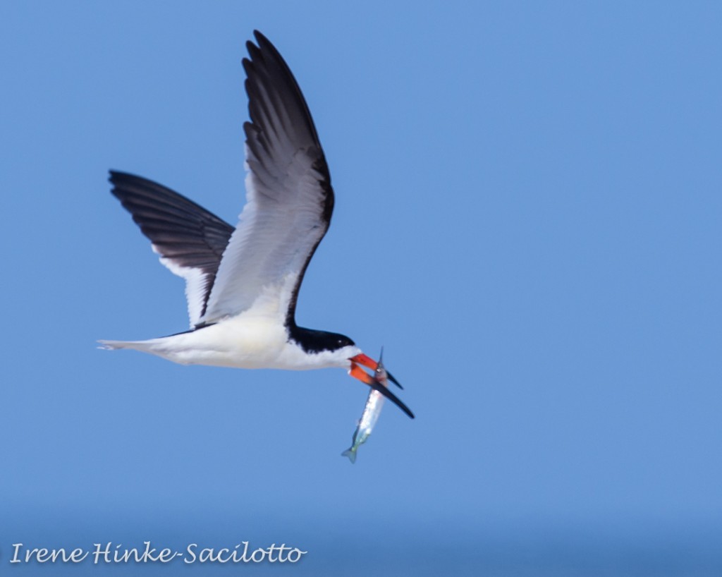 SkimmerFish2190WEB2 Osprey Photo and Tours