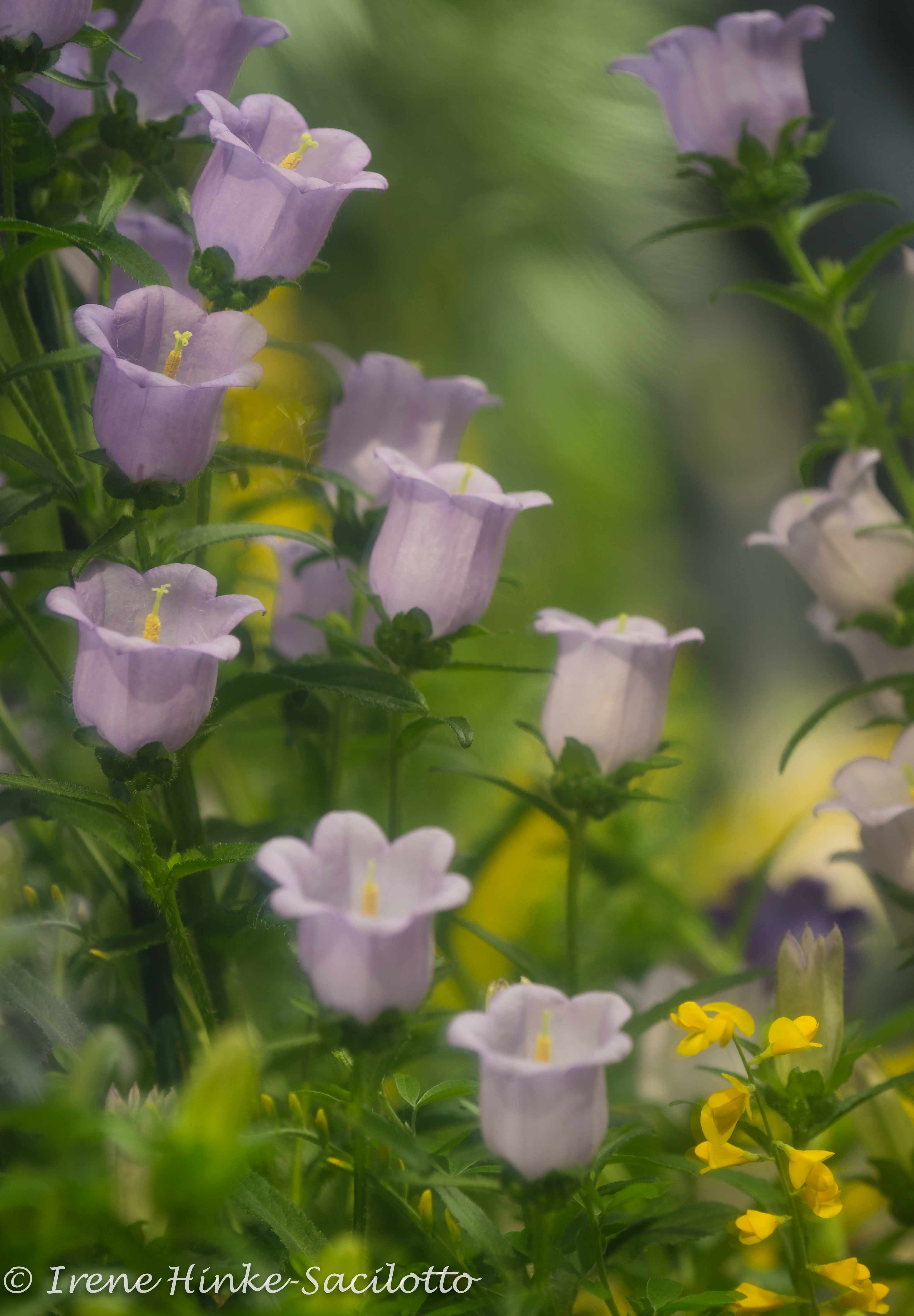 BlueBellMirror-7170WEB