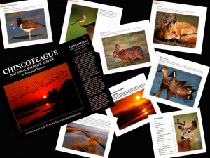 chincoteague book collage