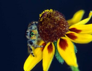 green spider on flower