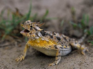 lizard with aphid on nose