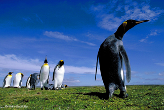 penguins