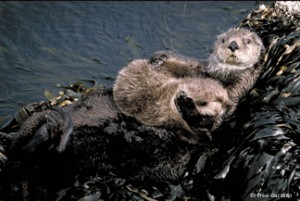 sea otter and baby