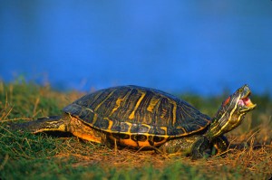 stretch turtle