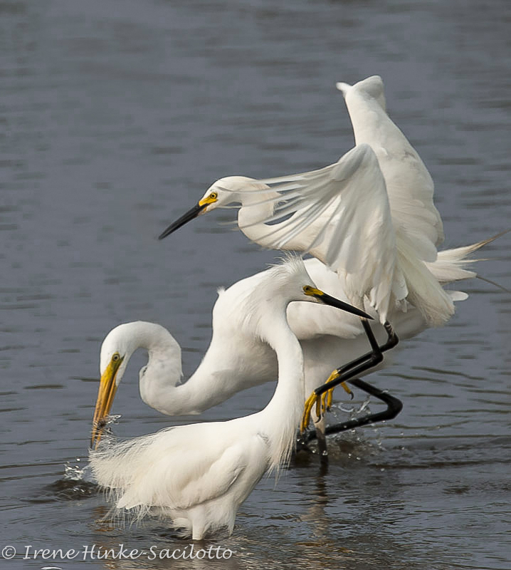 Egrets and Herons - Osprey Photo Workshops and Tours