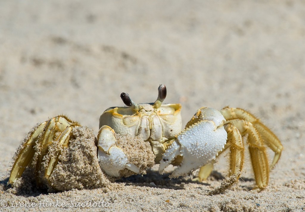 Ghost crab removing sand from its hole. A sight for photographers on Assateague Island.
