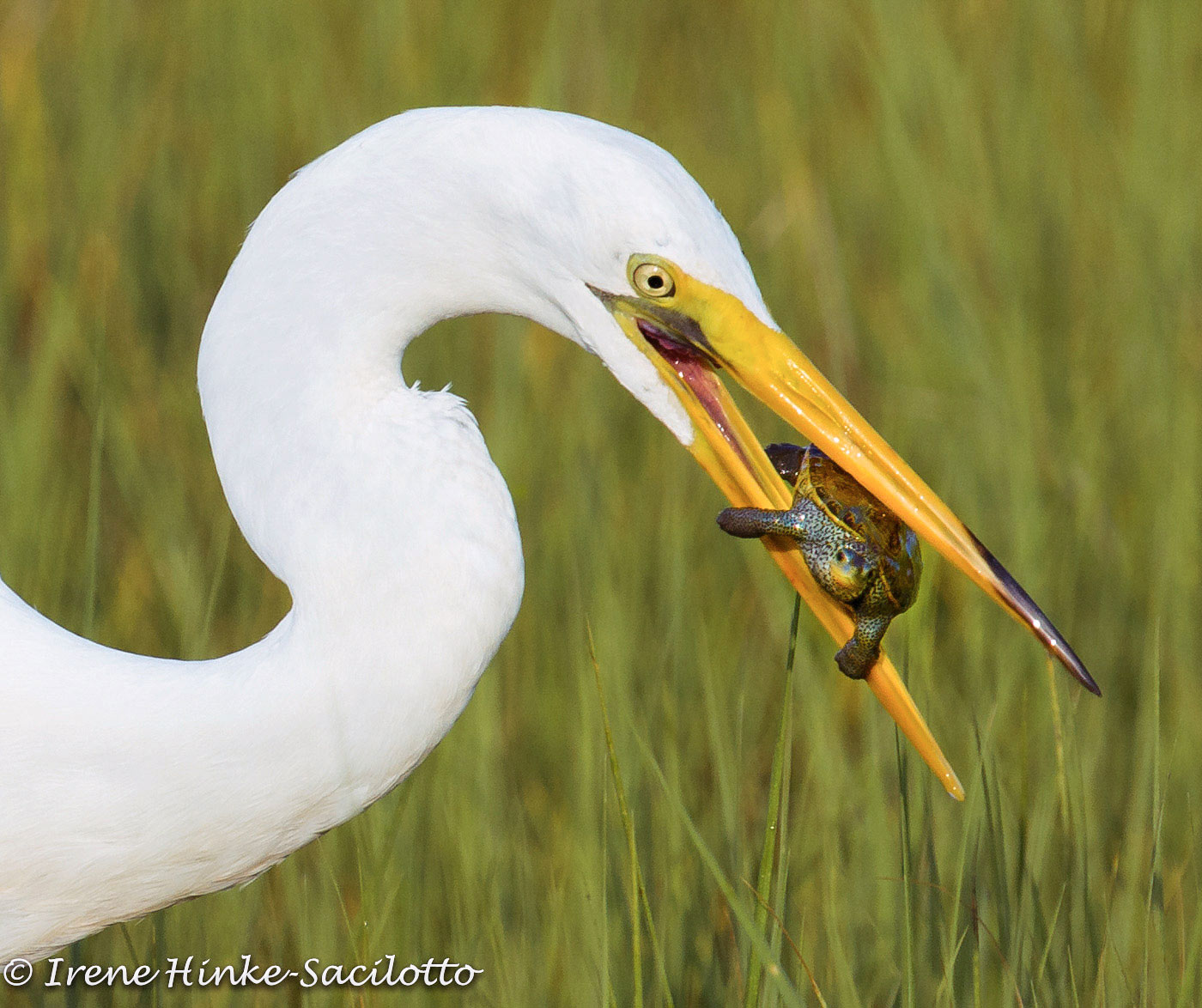 heronterrapain7_5WEB