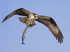 During a visit to Tangier Island for a photo workshop, you are likely to see osprey.