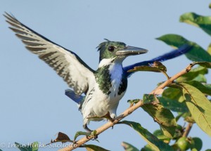 Spotted during photo tour.