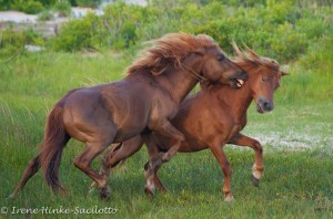 A sight that is possible on this photo workshop on Assateague Island.