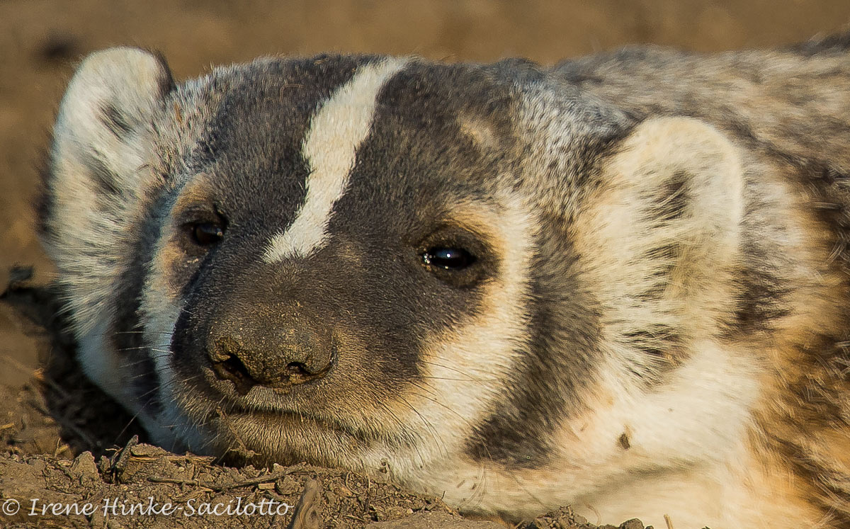 Could have been very aggressive but was not as long as i moved slowly and did not corner him. Seems comfortable with easy access to its burrow..
