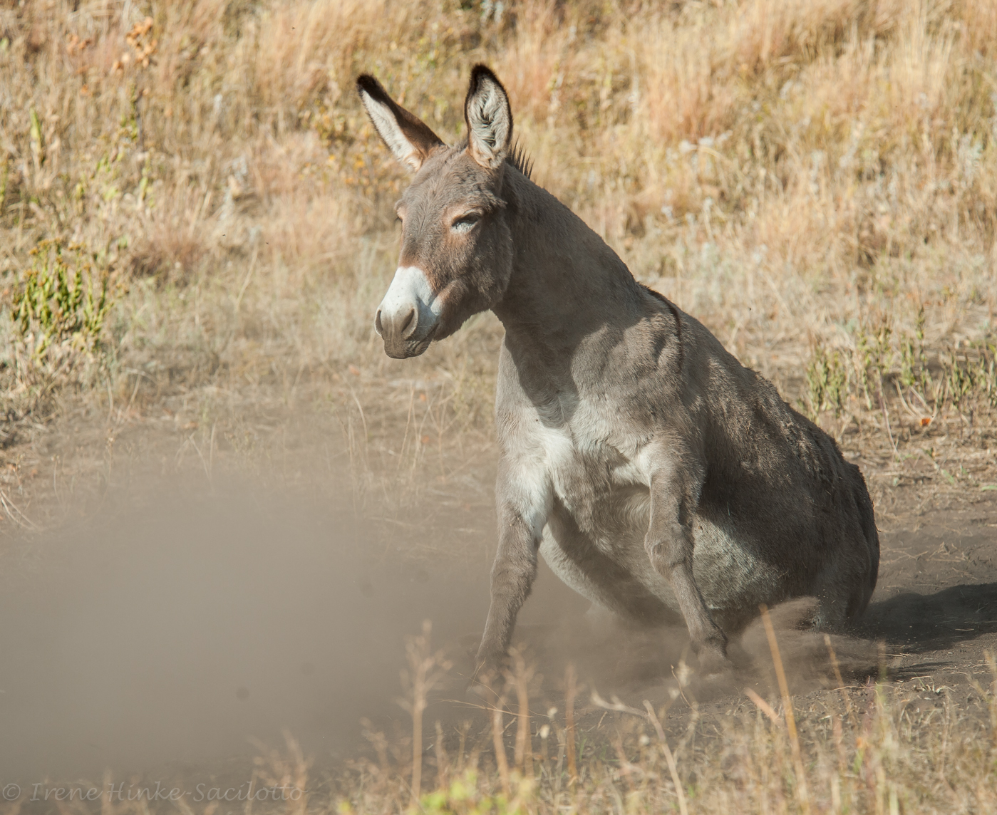 Wild Burrow in Custer State Park, SD. People had fed the burrows in the past and one expecting I had food gave me a surprise nudge from behind.