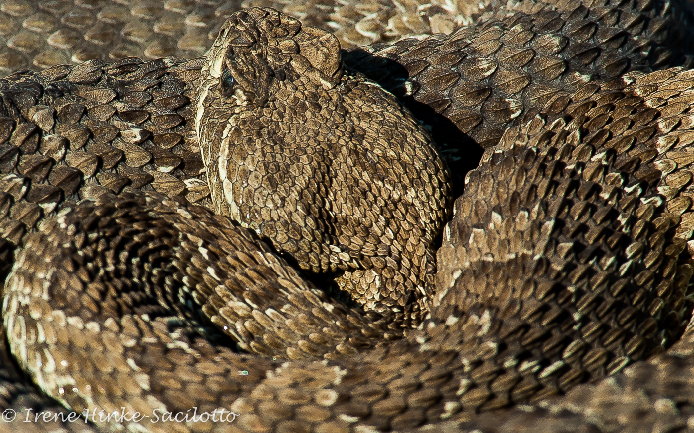 Prairie Rattle Snake. Not very aggressive but still will strike if it feels threatened.