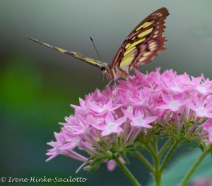 Butterfly, La Paz, Costa Rica