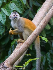 Spider Monkey, Manuel Antonio NP, Costa Rica