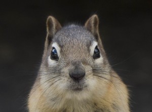 Columbian Ground Squirrel Stare