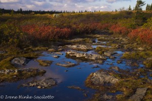 Photo tour results from Dolly Sods. Fall color not perfect.