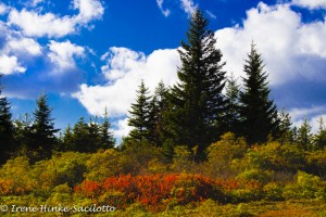 Photo tour of WV should include Dolly Sods.