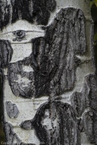 Somewhat abstract image of tree bark from birch along a road in the Canadian Rockies during photo tour.