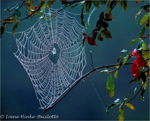 Autumn color great for photographers.